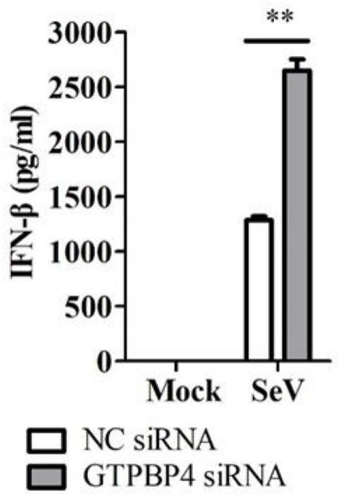 Application of gtpbp4 protein as immunosuppressant and construction of gtpbp4 knockdown or overexpression cell line