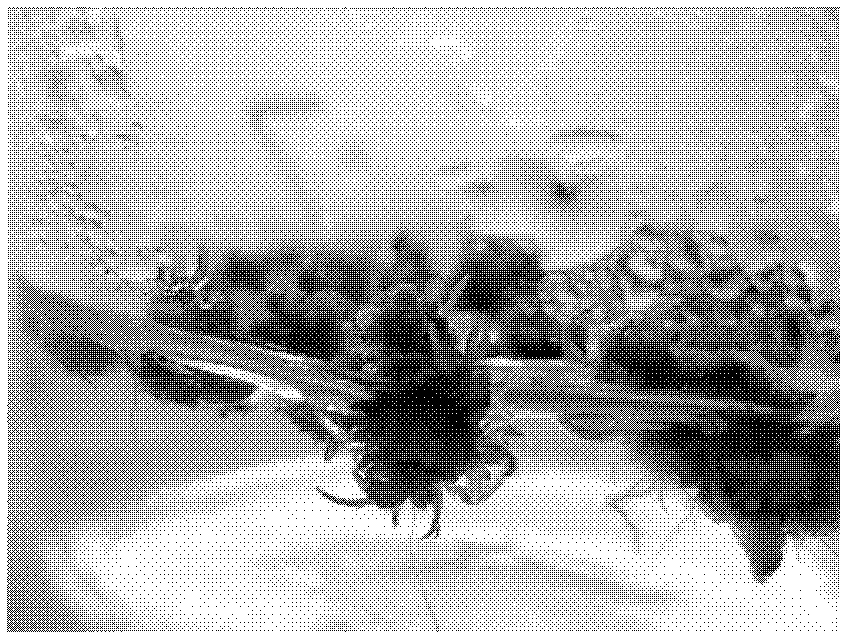 Method for inducing differentiation seedling of manilagrass callus