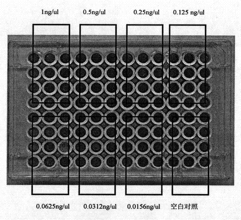 Artificially synthesized pig growth hormone gene and expression and purification method thereof