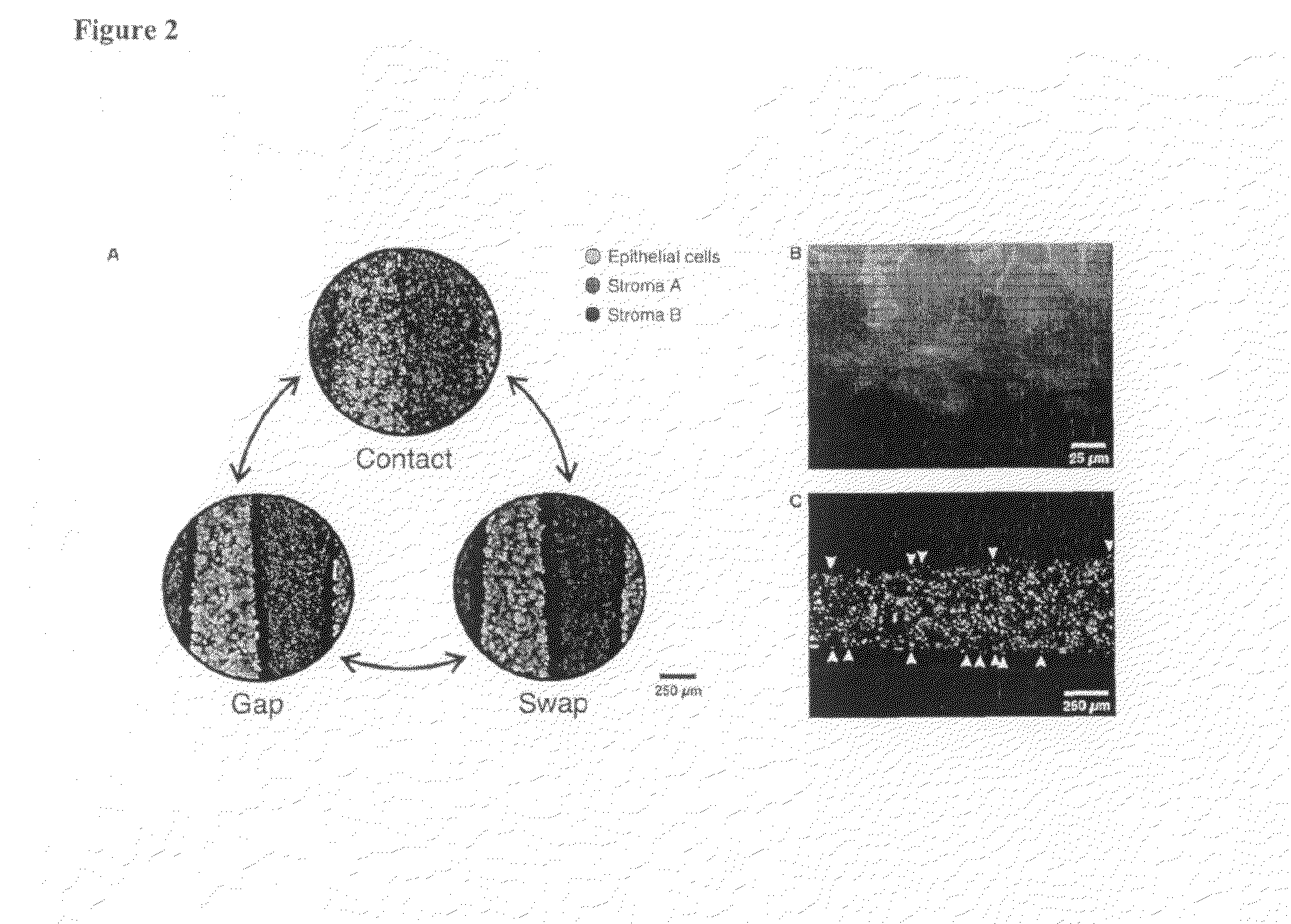 Micromechanical devices for control of cell-cell interaction, and methods of use thereof