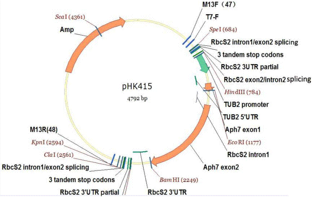 Construction method and applications of carrier with chlamydomonas endogenous gene knocked out and exogenous gene expressed