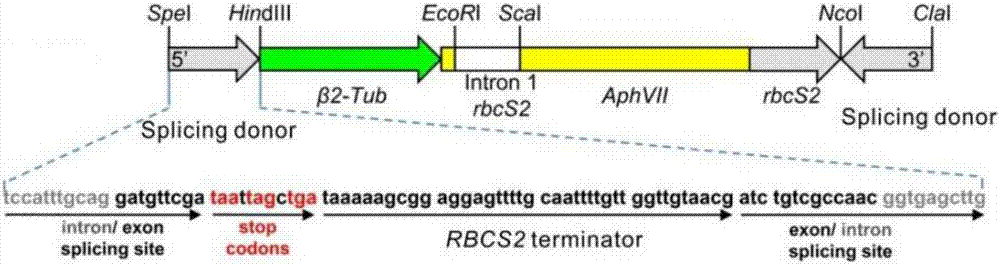 Construction method and applications of carrier with chlamydomonas endogenous gene knocked out and exogenous gene expressed