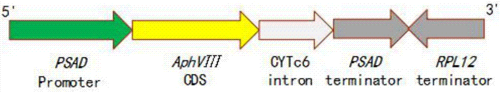 Construction method and applications of carrier with chlamydomonas endogenous gene knocked out and exogenous gene expressed