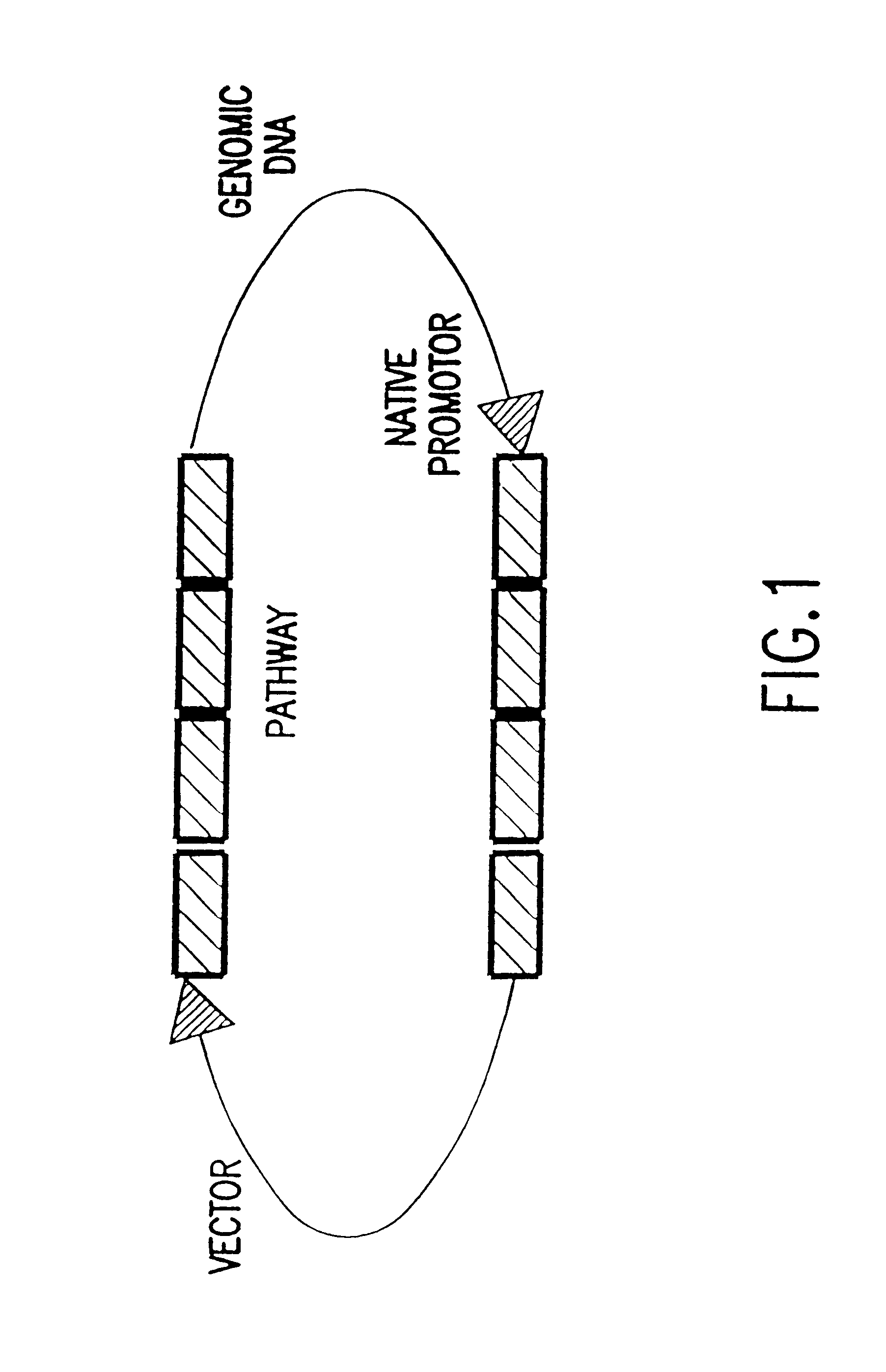 Methods for generating and screening novel metabolic pathways