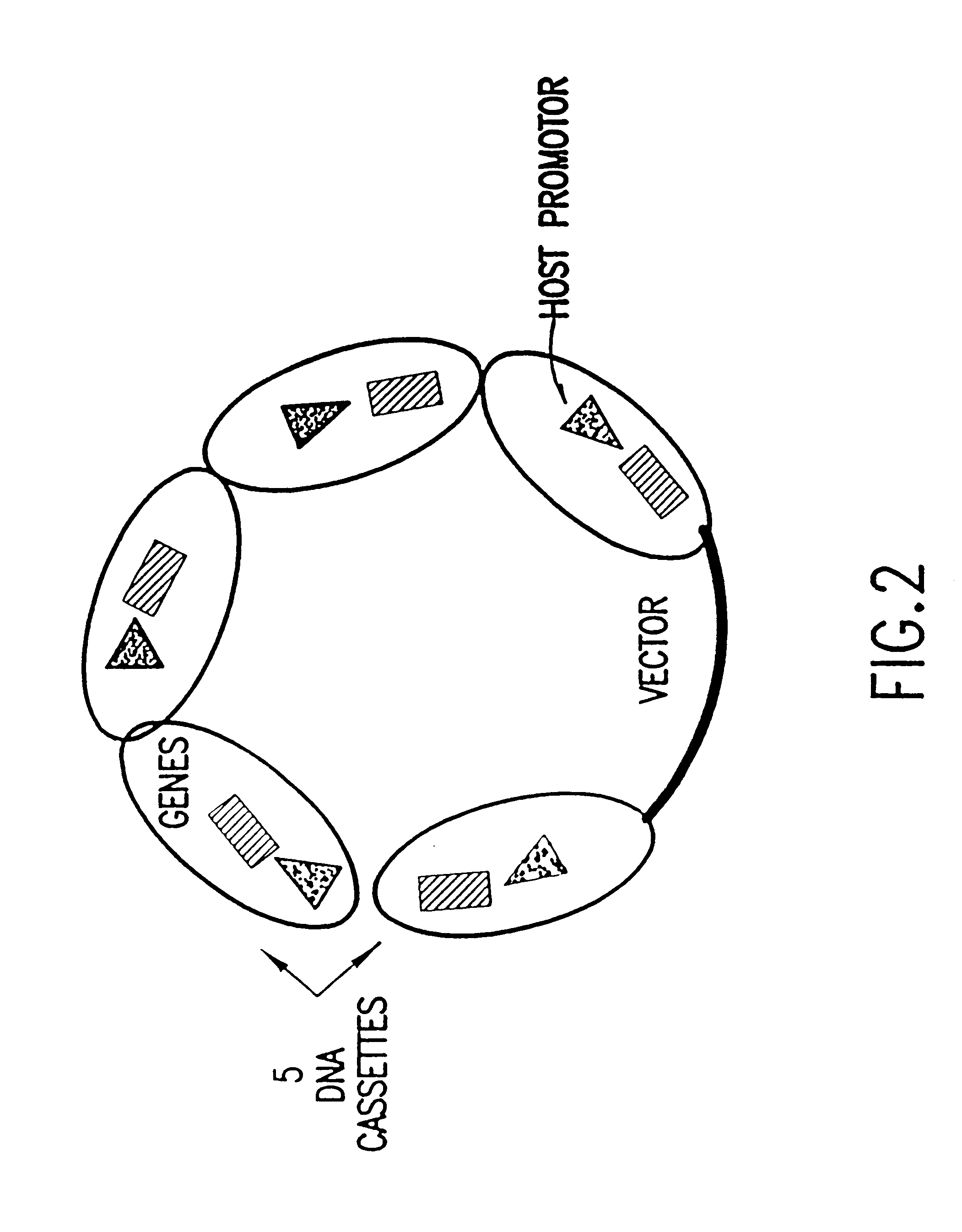 Methods for generating and screening novel metabolic pathways