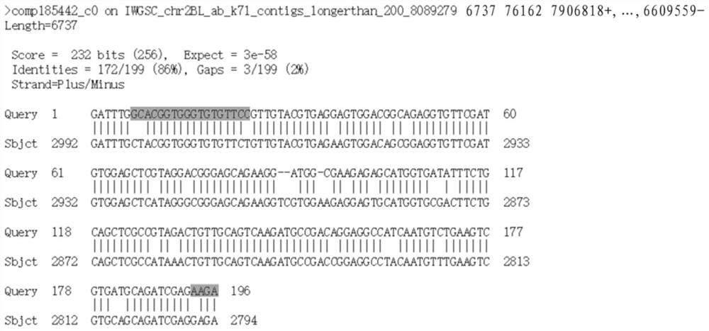 General molecular markers, primers, detection methods and applications for detection of wheat powdery mildew resistance pm57 gene