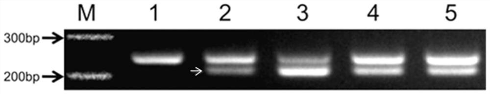 General molecular markers, primers, detection methods and applications for detection of wheat powdery mildew resistance pm57 gene