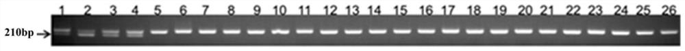 General molecular markers, primers, detection methods and applications for detection of wheat powdery mildew resistance pm57 gene