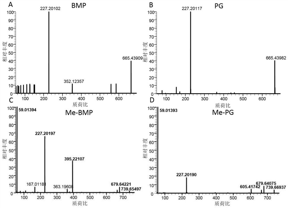 A method for high-throughput detection of bisphospholipids