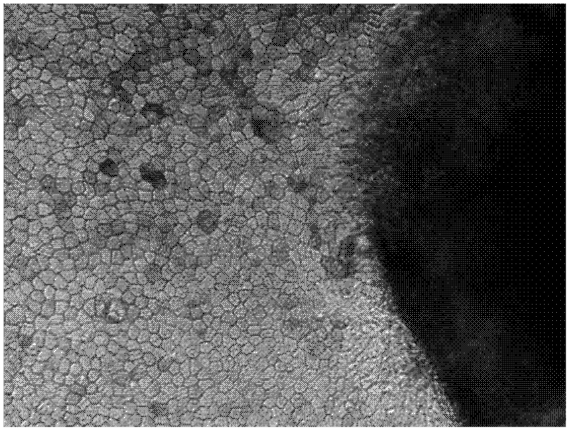 Method for preparing retinal pigment epithelia