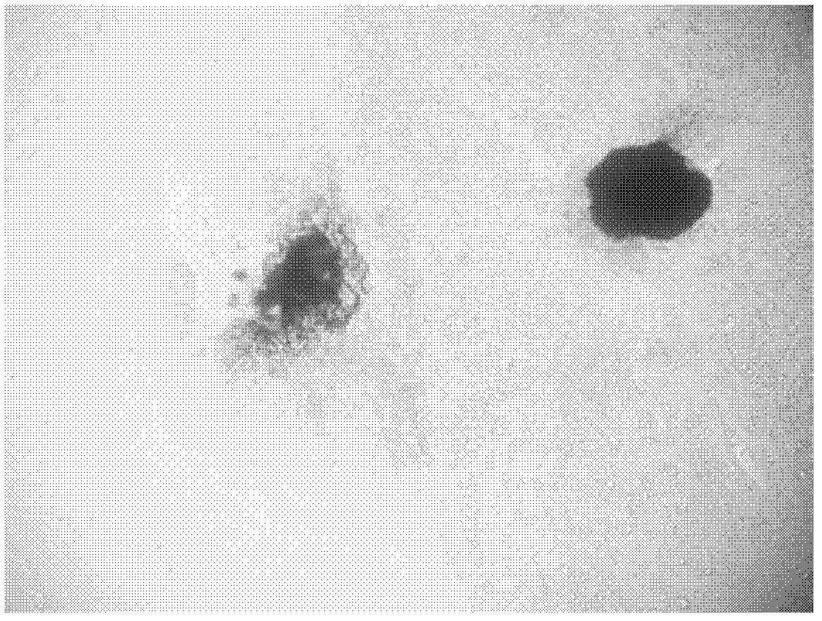 Method for preparing retinal pigment epithelia