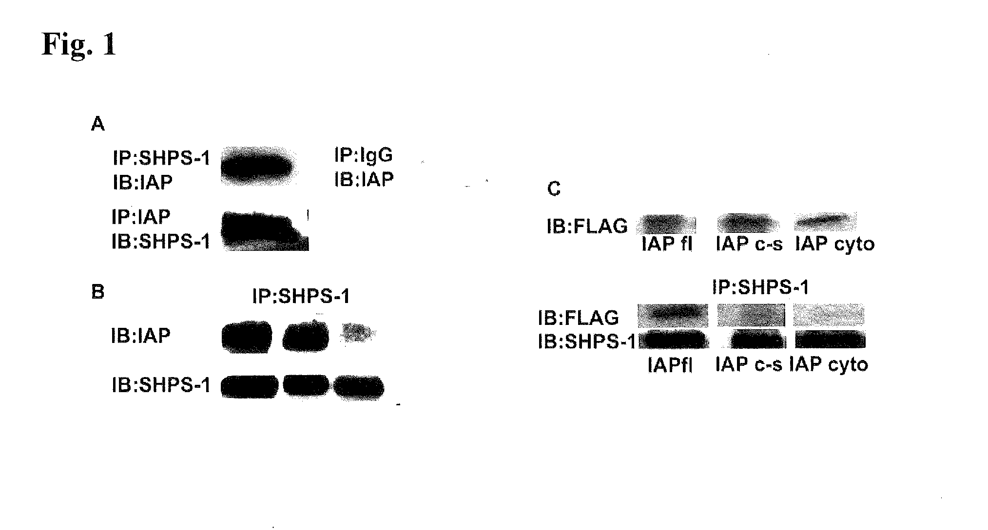 Method for inhibiting cellular activation by insulin-like growth factor-1