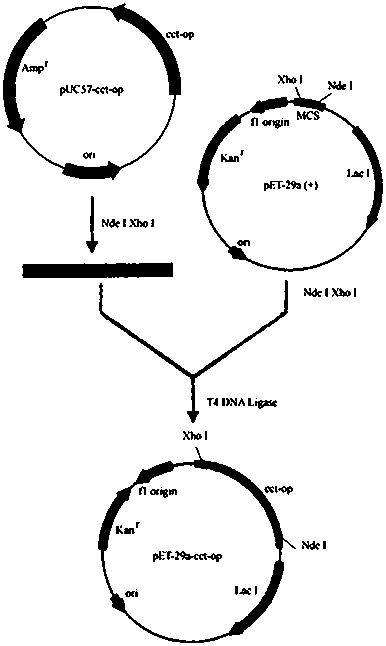 Gene and expression of a codon-optimized phosphocholine cytidine transferase