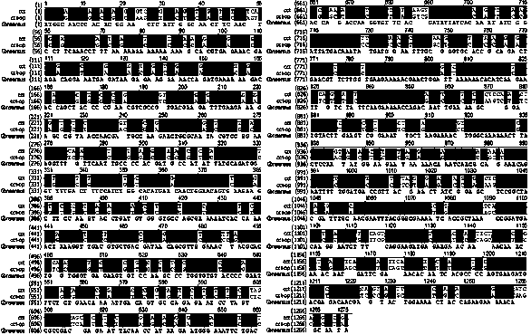 Gene and expression of a codon-optimized phosphocholine cytidine transferase