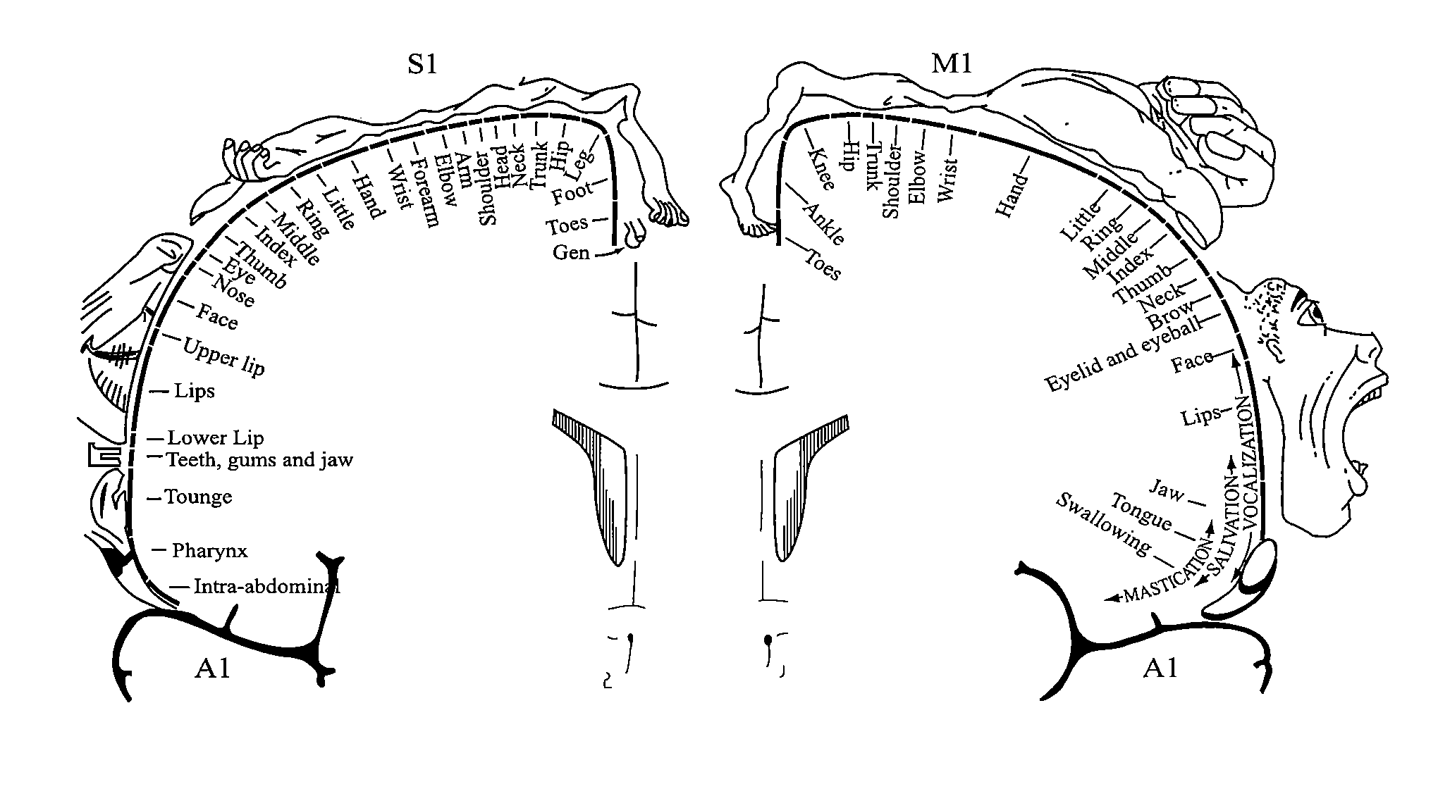 Brain imaging system and methods for direct prosthesis control