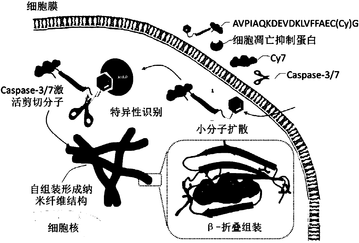 Drug delivery system, and preparation method and application thereof