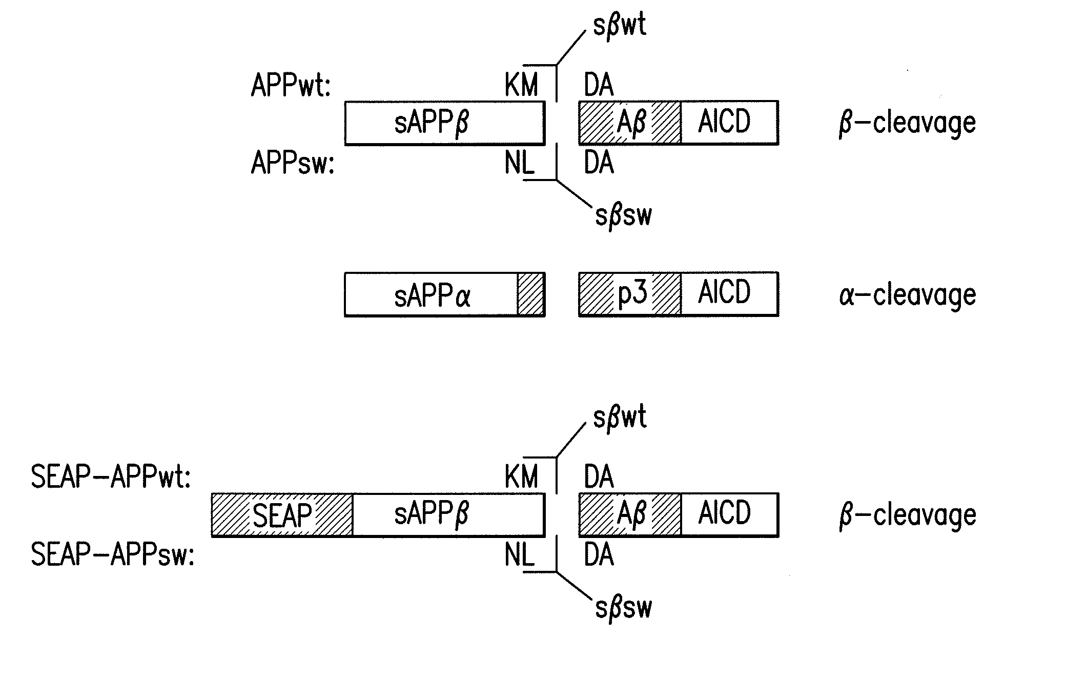 Methods and compositions for detecting and quantifying sappb