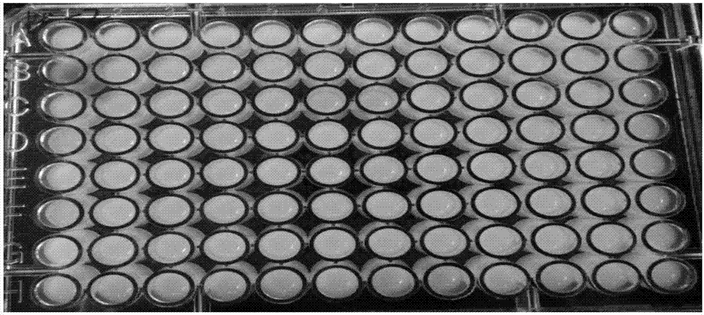 Ultra-Mn2&lt;+&gt;-resistant bacterial laccase, recombinant vector, recombinant bacteria, enzymic preparation, compound enzyme system and preparation method and application thereof