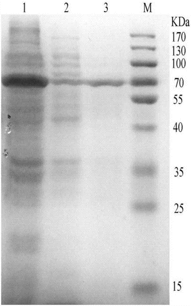 Ultra-Mn2&lt;+&gt;-resistant bacterial laccase, recombinant vector, recombinant bacteria, enzymic preparation, compound enzyme system and preparation method and application thereof