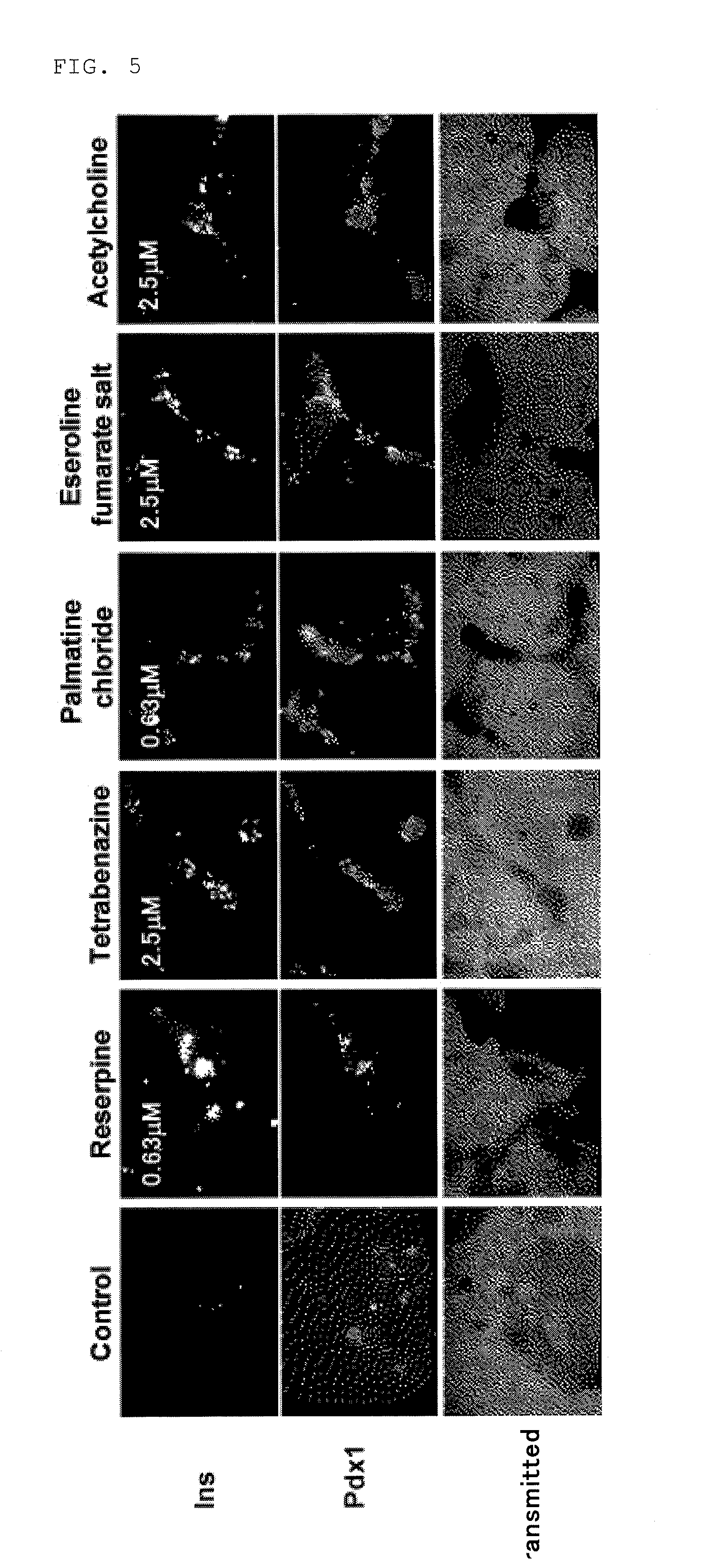 Small chemical compound which promotes induction of differentiation of stem cells into insulin-producing cells and method for inducing differentiation of stem cells into insulin-producing cells using said small chemical compound