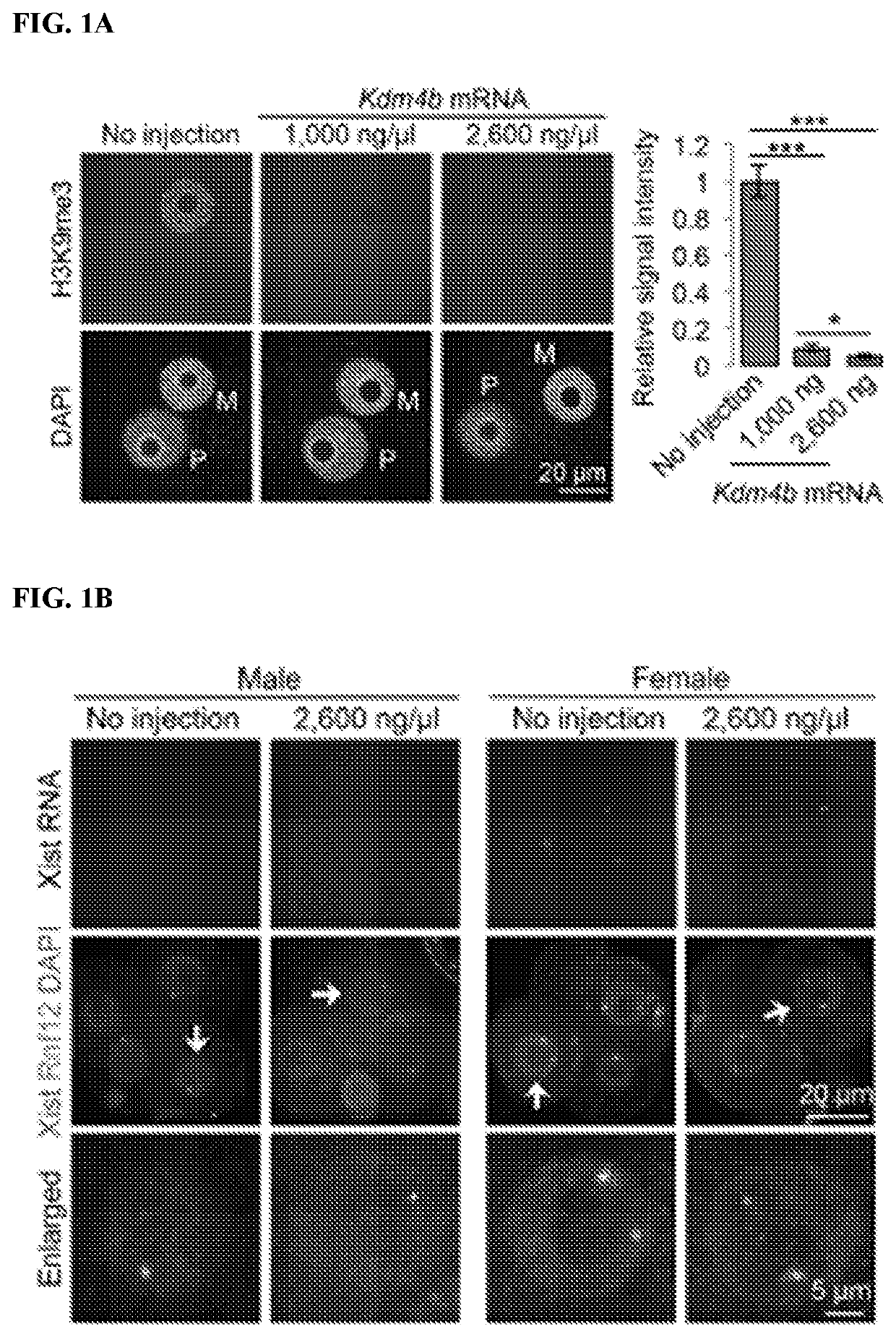 Compositions and methods for generating physiological x chromosome inactivation