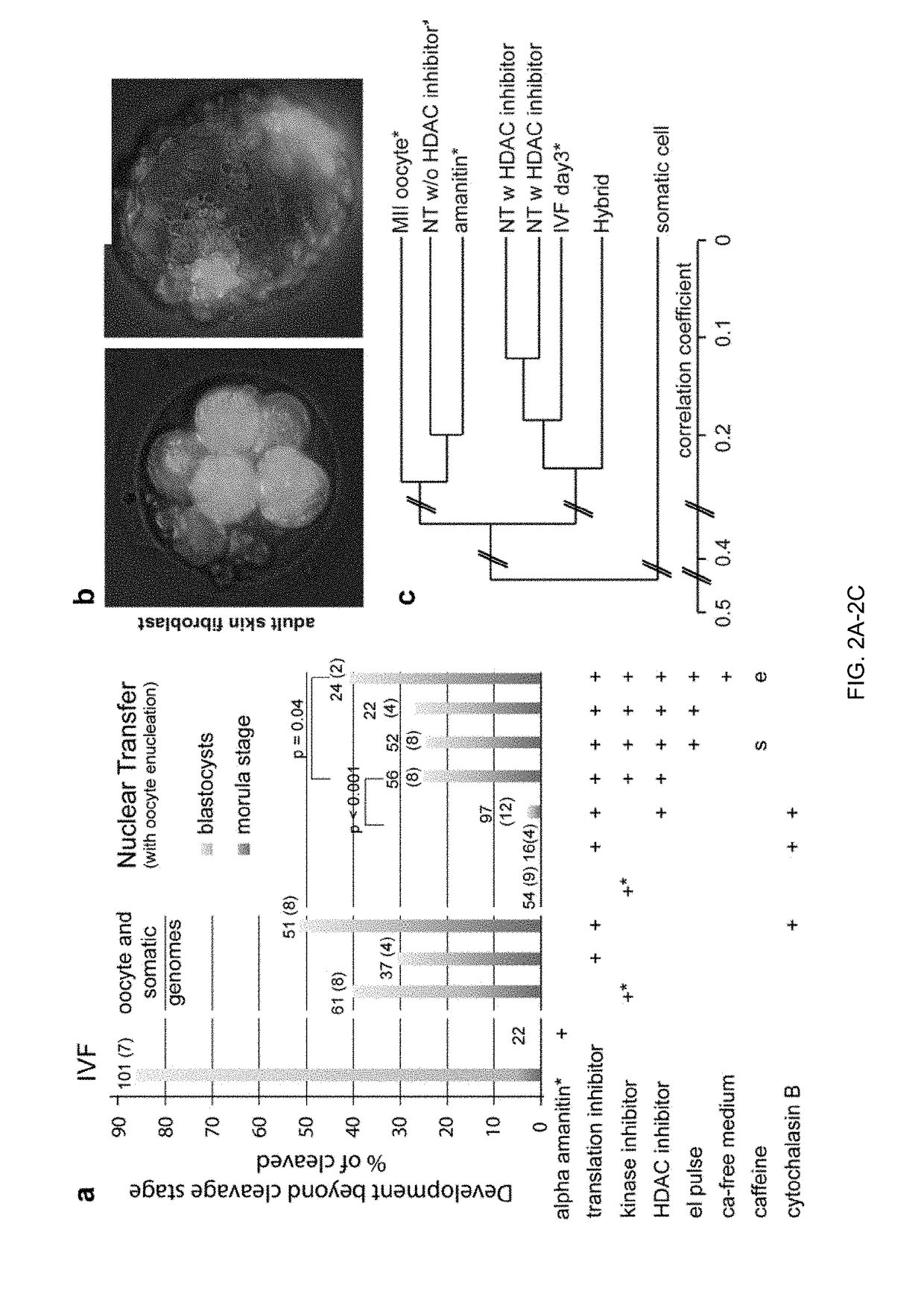 Somatic cell nuclear transfer methods