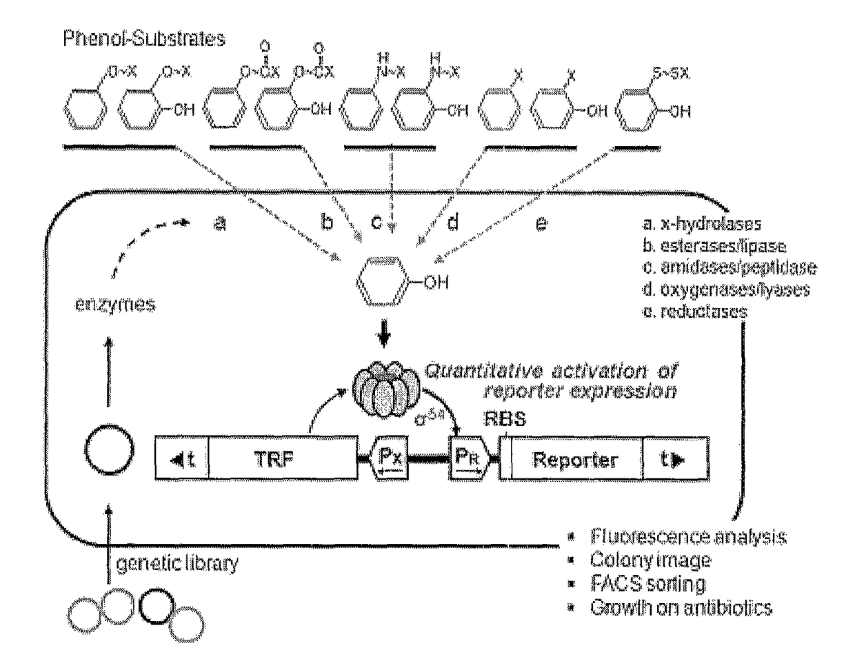 Method of screening and quantifying various enzymatic activities using artificial genetic circuits