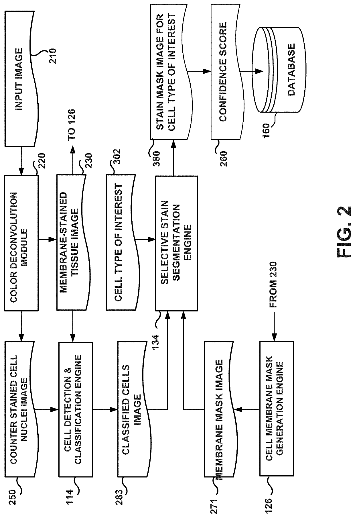 System and method for generating selective stain segmentation images for cell types of interest