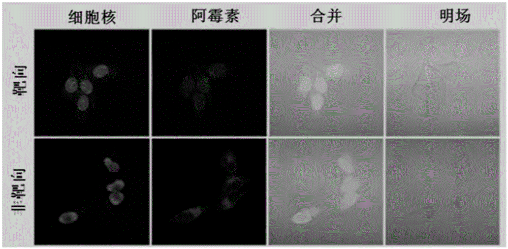 Amphiphilic binary molecular brush polymer and acid-sensitive targeting nanocapsule prepared from same