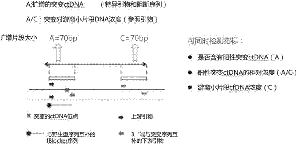 Blood circulating tumor DNA point mutation detection method