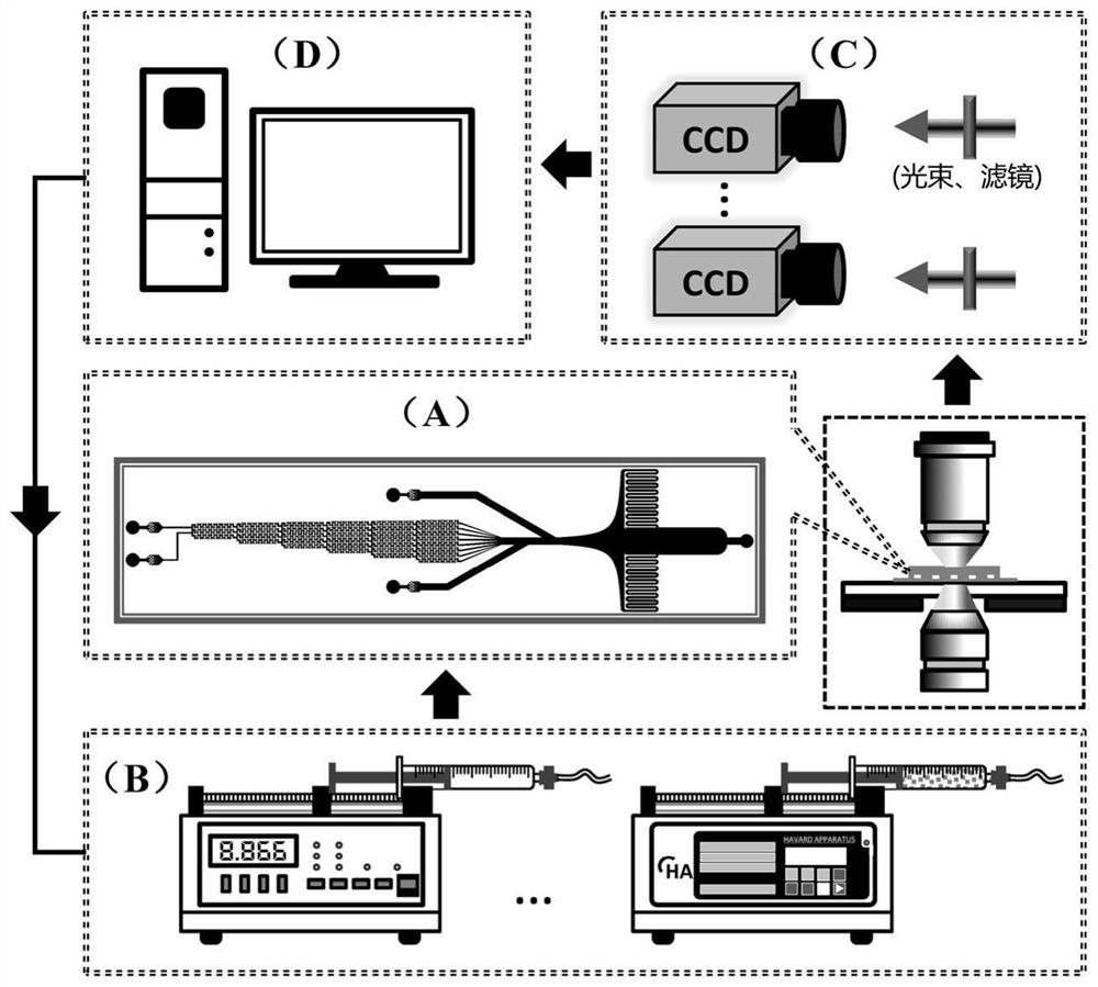 High-flux micro-fluidic system for researching mechanical and biochemical signal induced single cell dynamic response and use method thereof