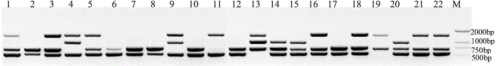 RAPD (random amplified polymorphic DNA) primers for differentiating pear varieties and application of primers