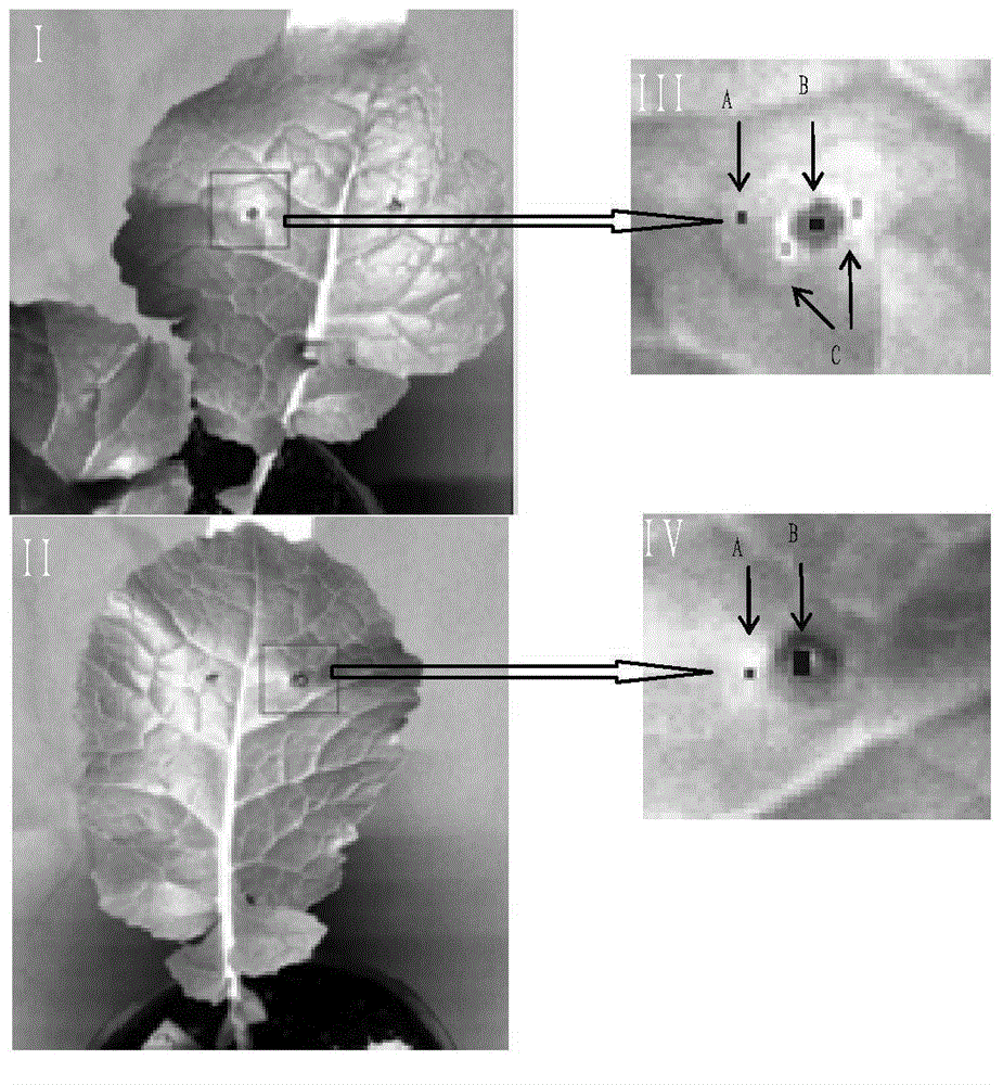 Method for identifying early-stage disease spots of sclerotinia sclerotiorum and botrytis of rape