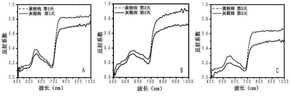 Method for identifying early-stage disease spots of sclerotinia sclerotiorum and botrytis of rape