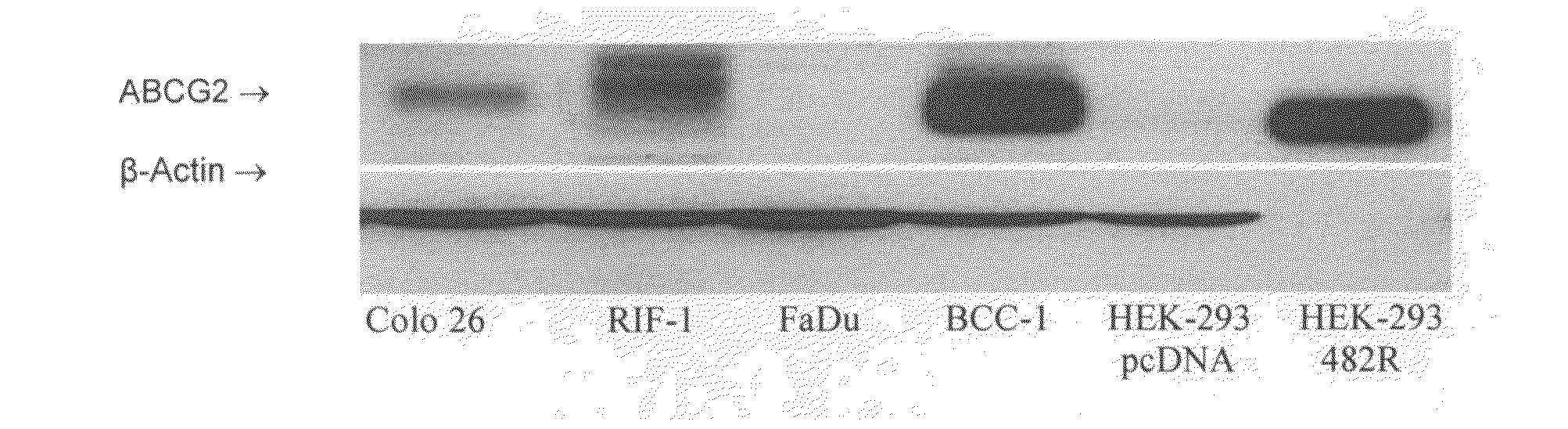 Method for Enhancing Pdt Efficacy Using a Tyrosine Kinase Inhibitor