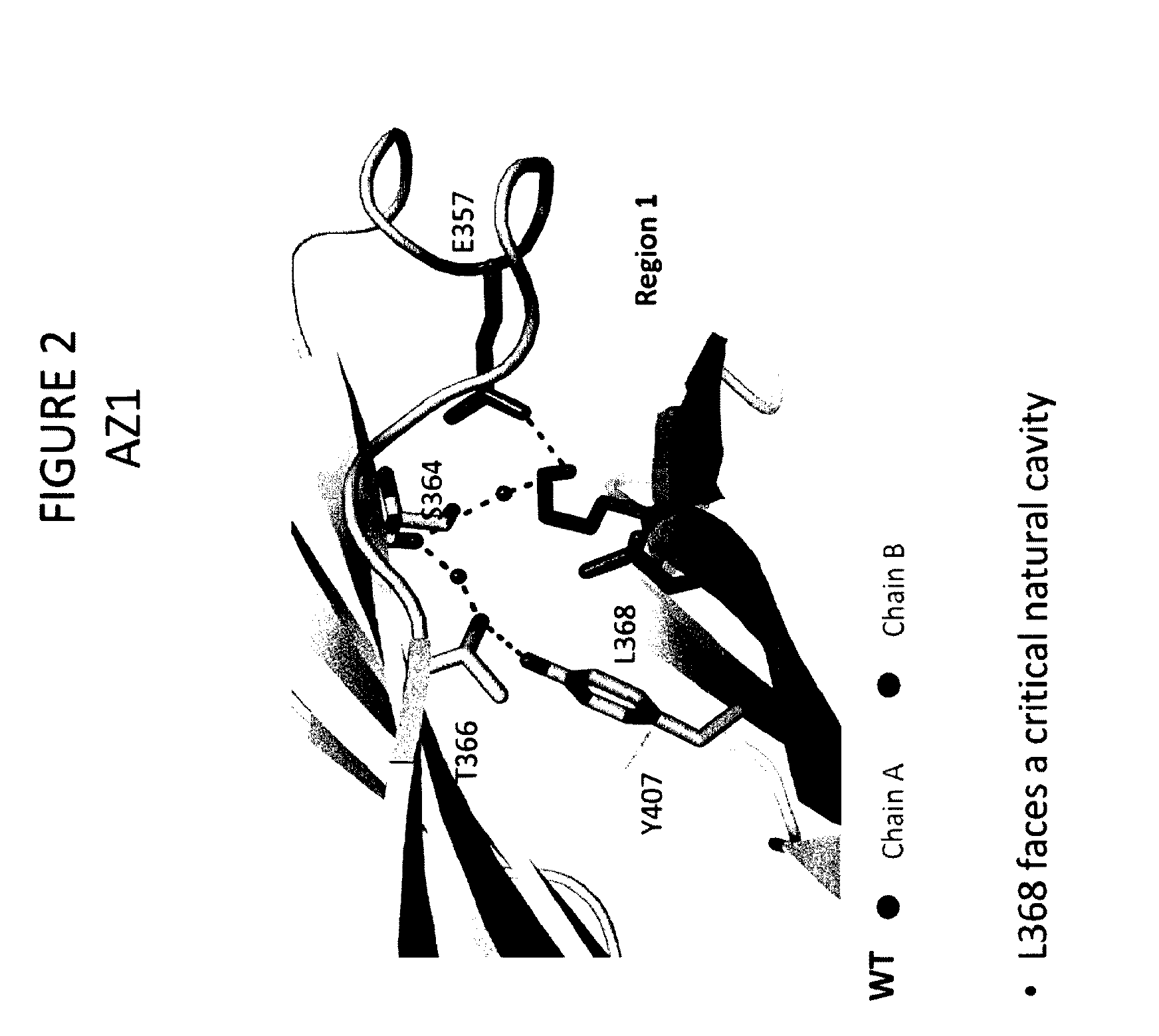 Stable heterodimeric antibody design with mutations in the Fc domain