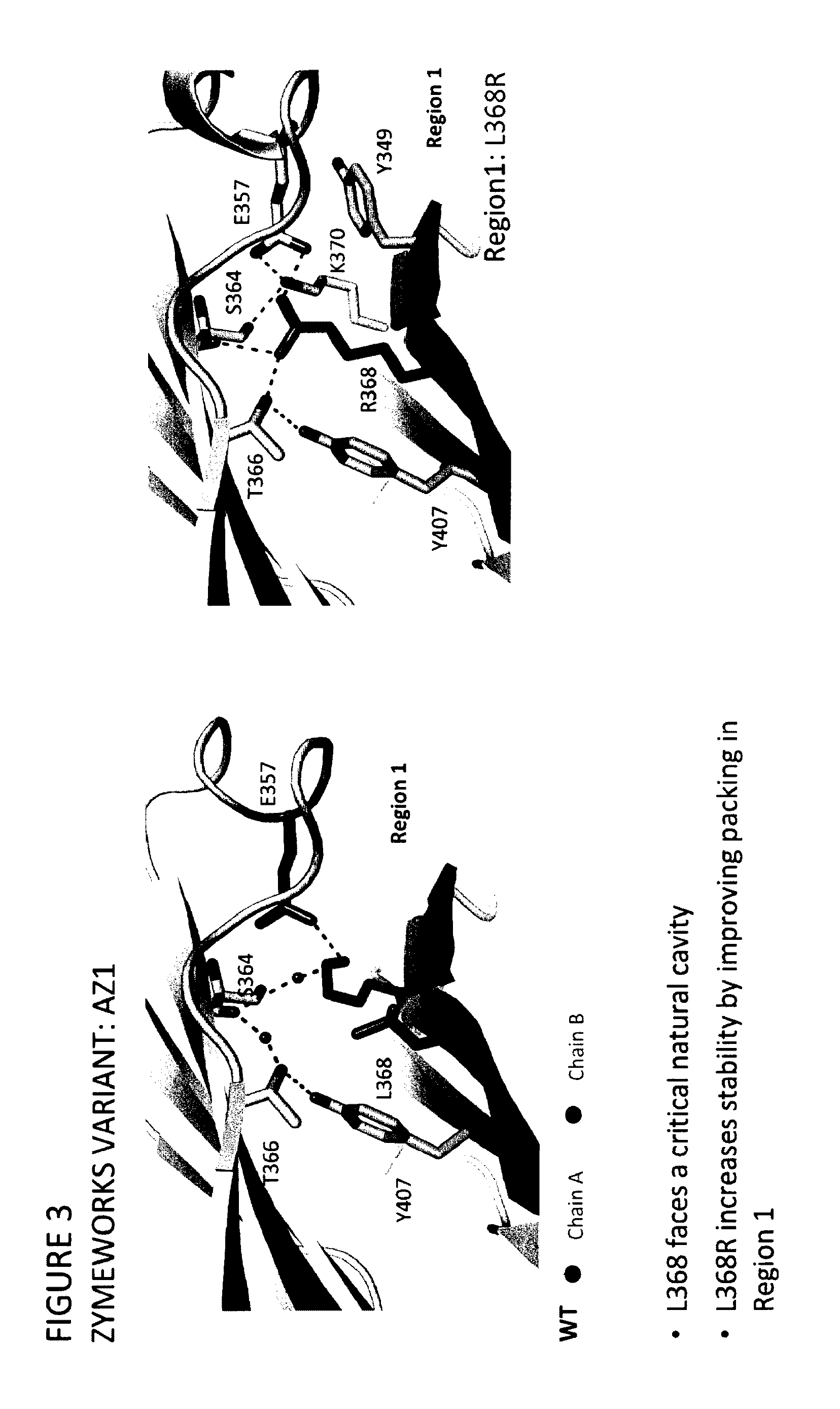 Stable heterodimeric antibody design with mutations in the Fc domain