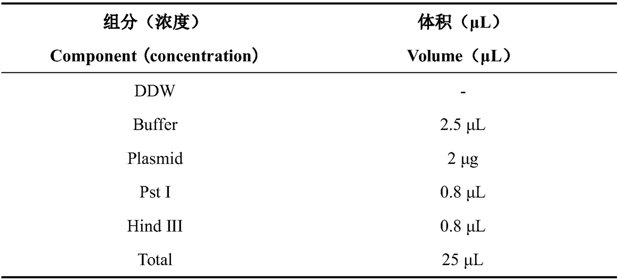 Construction of Lactobacillus curvularius ATCC55221 and application thereof in treatment of parturient nipple rhagadia