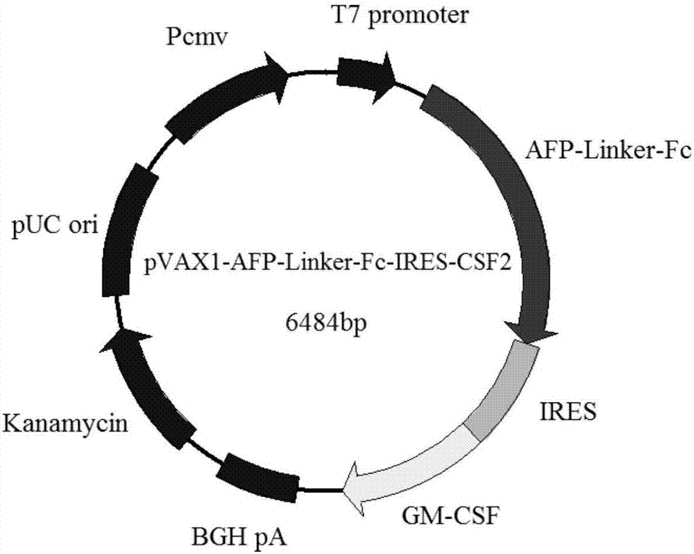 Gene vaccine for preventing and treating tumors and preparation method and application of gene vaccine