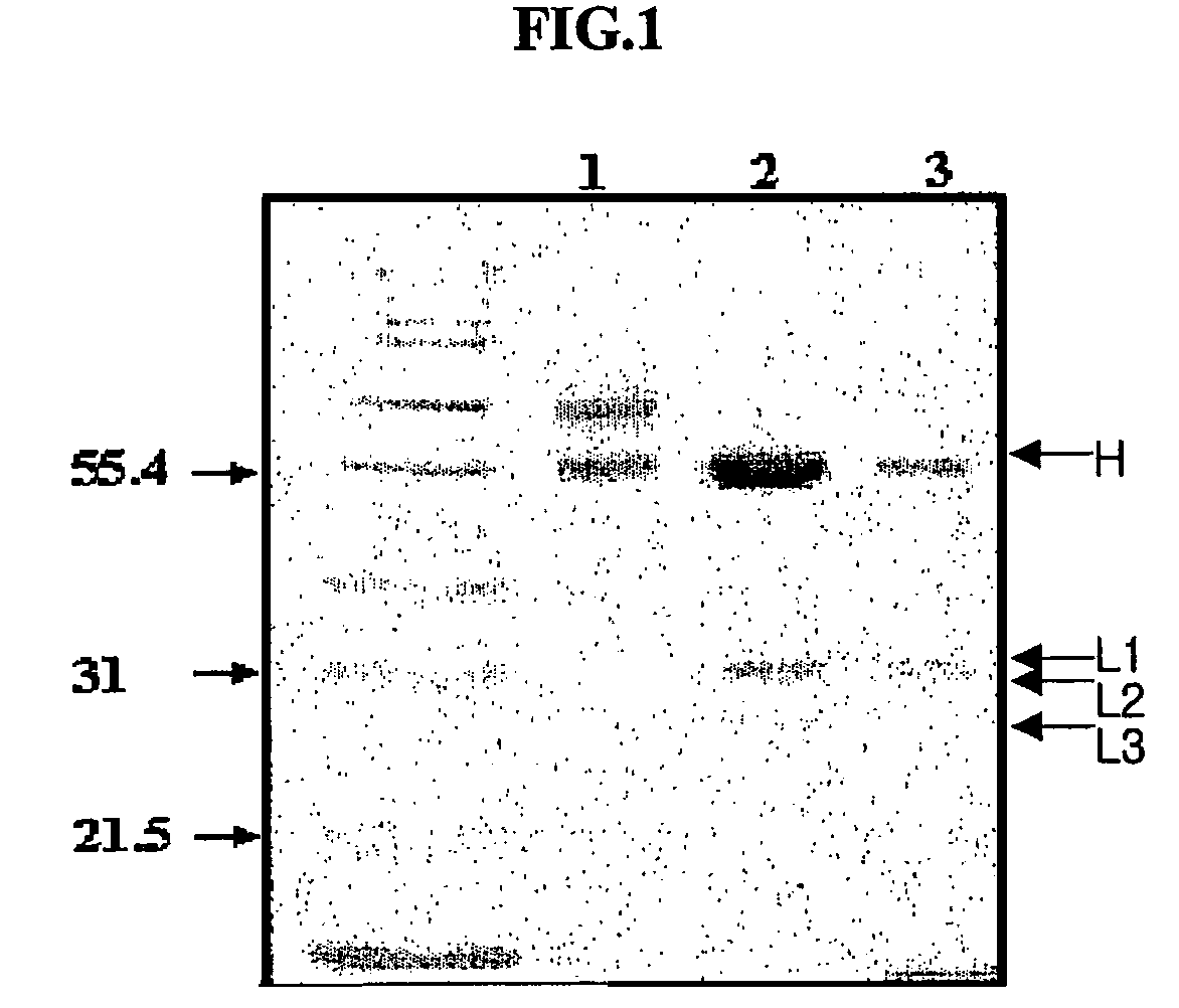 Anti-viral VSF protein and hybridoma producing the same