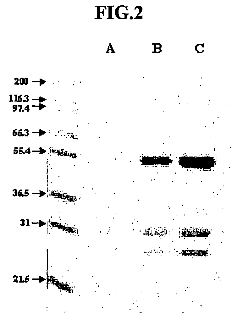 Anti-viral VSF protein and hybridoma producing the same