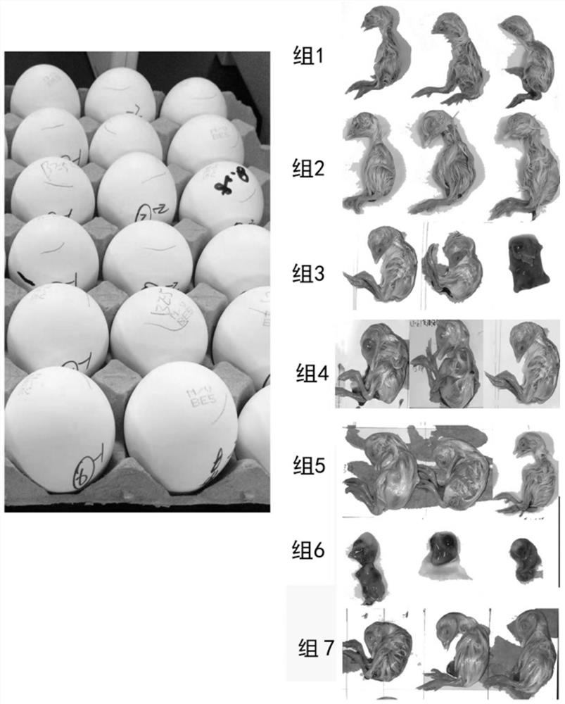 Nucleic acid extraction-free inactivated virus preserving fluid and application thereof