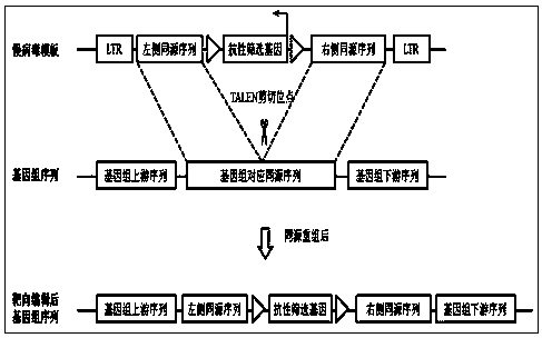 Transcription activator-like effector nuclease (TALEN) target gene editing and optimizing method taking IDLV as template