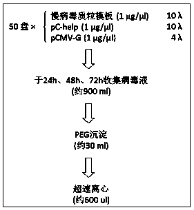 Transcription activator-like effector nuclease (TALEN) target gene editing and optimizing method taking IDLV as template