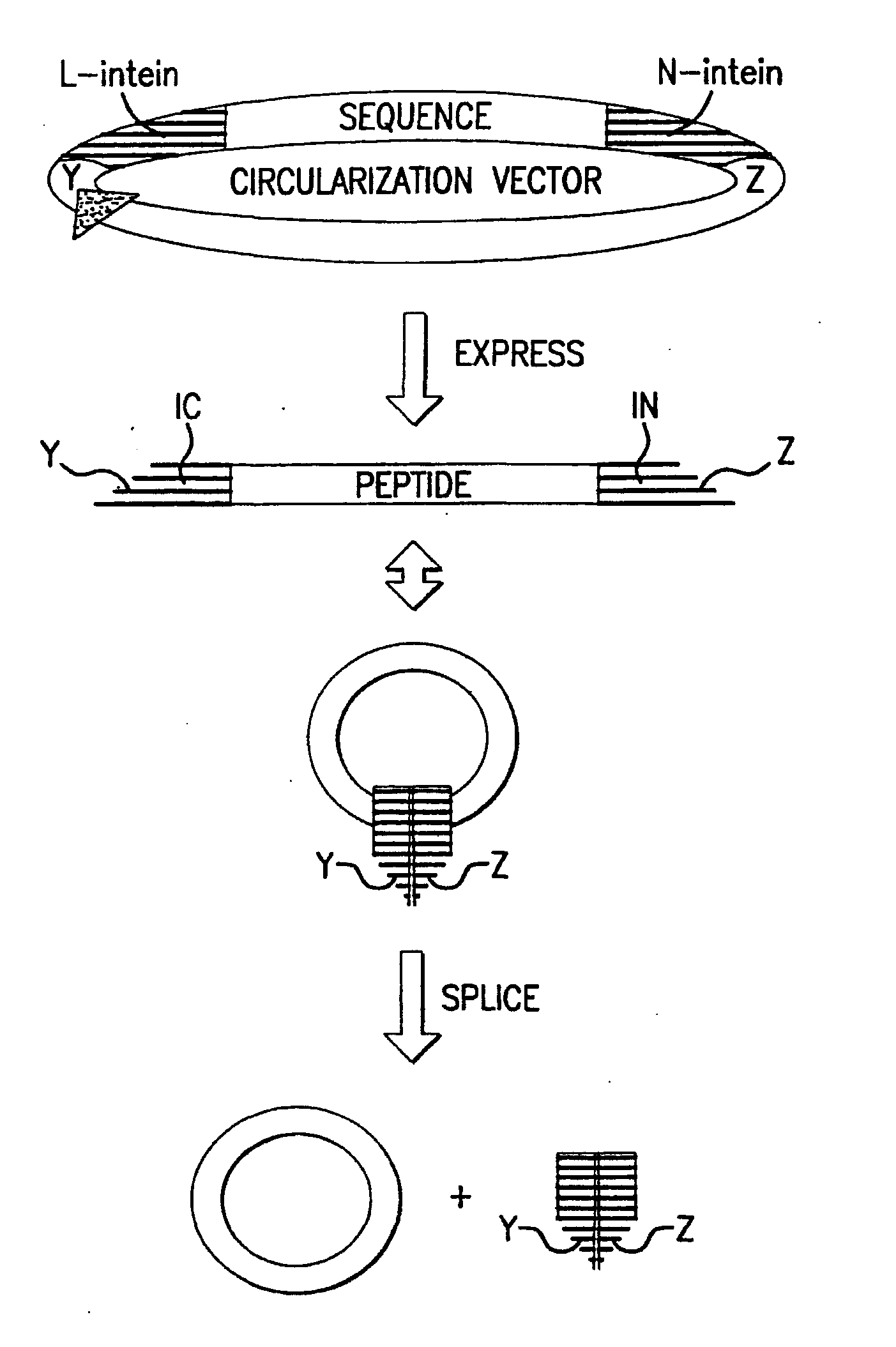 Cyclic peptides