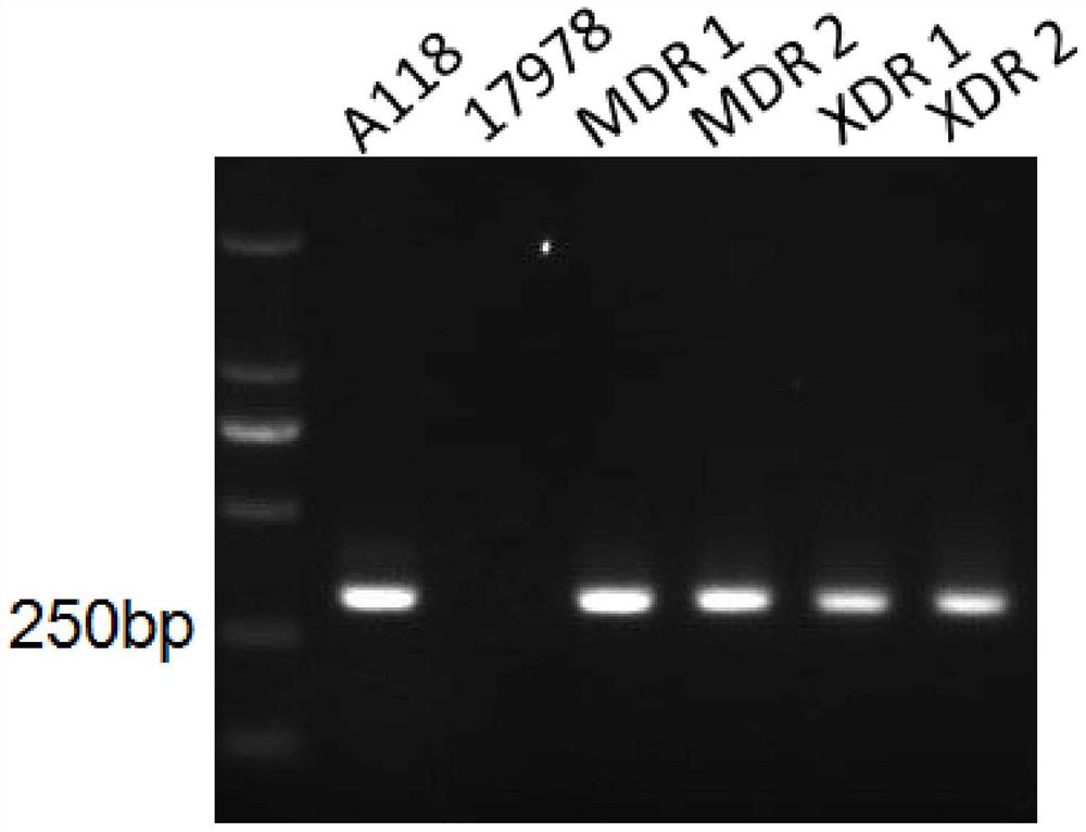 Primers, kit and method for detecting drug resistance of Acinetobacter baumannii