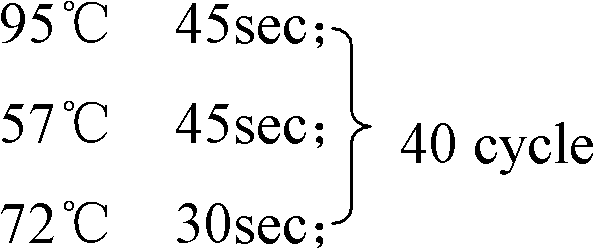 Taqman hydrolysis probe and method for quantitatively detecting methylation level of MGMT (O6-methylguanine-DNA-methyltransferase)