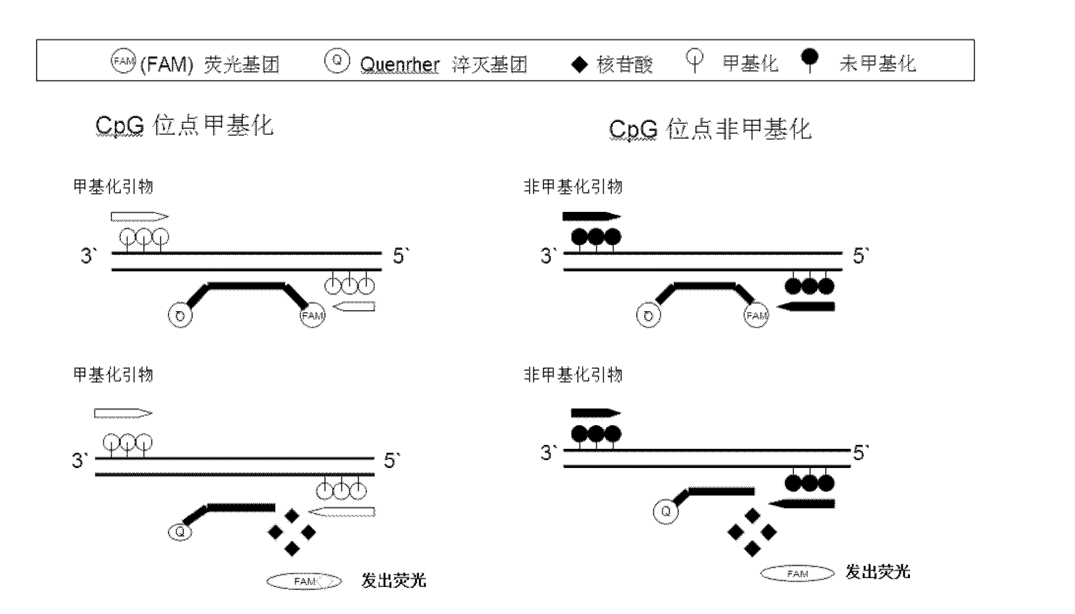 Taqman hydrolysis probe and method for quantitatively detecting methylation level of MGMT (O6-methylguanine-DNA-methyltransferase)