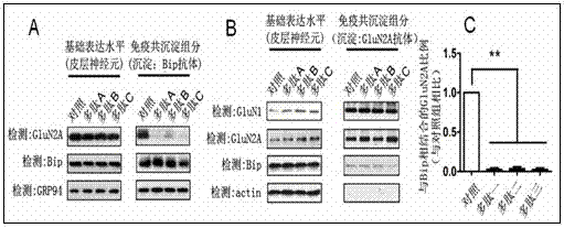 Polypeptide organic compound for interference in function of NMDA receptor and application of polypeptide organic compound