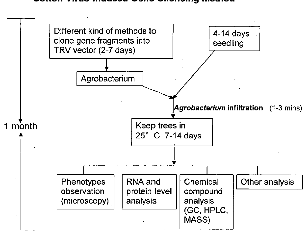 Virus induced gene silencing (VIGS) for functional analysis of genes in cotton